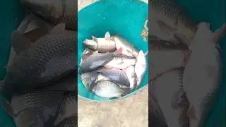 fresh Coman carp fish good size #fishing #viral #shorts #shortvideo #short