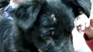 Abused dogs Donny and Marie Movie.wmv
