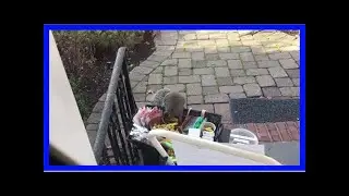 Chubby squirrel steals goodies left out for delivery folks