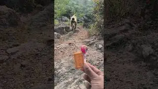 Jungle Ka Real Hero &ndash; Original Jungli Monkey 🐒#OriginalJungliMonkey #JungleKing #FunnyMonkey #Monkey