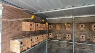 2022 Lutinos lovebirds aviary