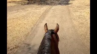 Why I teach horses to trail riding alone - first.