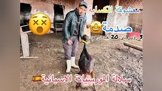 معشوقة الكسابة سلالة المرسيانة الاسبانية تتواجد3 إناث للبيع عند ولد المختار سرغيني للتواصل0609442018