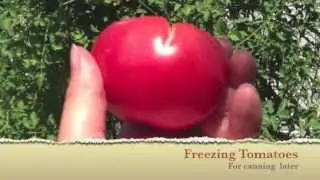 Freezing Tomatoes