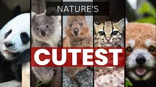 Nature's Cutest Animals: Must-Watch Adorable Wildlife!