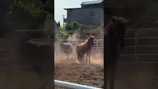 Standoff of Horses: The Boundary Between Social Etiquette and Survival Instinct