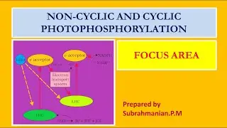XI BIOLOGY/FOCUS AREA -43/PHOTOSYNTHESIS/NON-CYCLIC AND CYCLIC PHOTOPHOSPHORYLATION