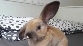 1 Perfect Year With Kirk Smart Bunny