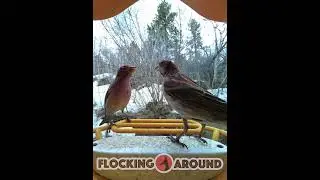 Cassin's Finches do NOT like to share!