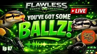 Worst Advice in Ball Python Breeding?! | You’ve Got Some BALLZ Ep. 67
