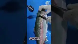 Amazing Amberjack Fish Cutting Skills in Knife l 😜 l #shorts #viralfishcutting #amberjack