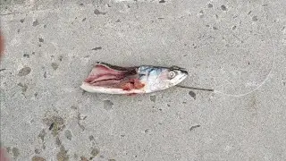 Fishing Big Baits Off the Rocks for Conger