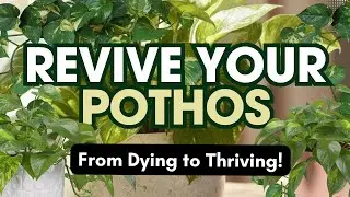 How to Revive a Dying Pothos: Easy Step-by-Step Guide!