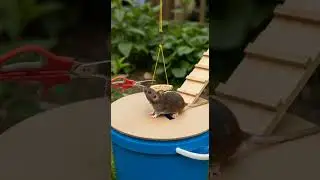 Shocking! Kitchen tools turn trap, mouse caught in clever DIY setup