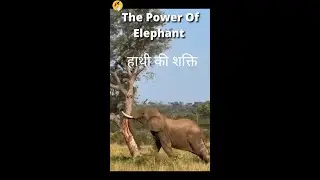 The Power Of Elephant 🐘😱 #shorts #youtubeshorts #shortsfeed. @funniestanimals