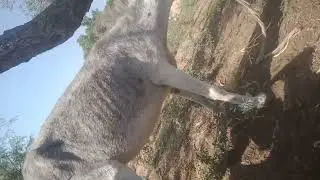 Donkey mating season for you please 🙏🙏🙏🙏🙏🙏🙏
