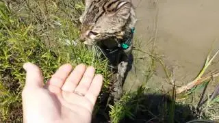 Gimmick the  Swimming Geoffroy Cat 6-10-16
