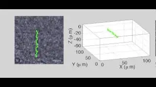 Multiple sperm cells tracking in a 4D model