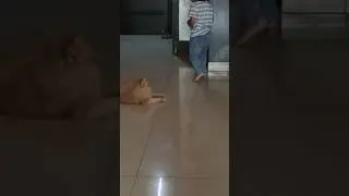 Cat attack baby ll Persian cat ll #doglover #new #nature #viral #youtubeshorts #cat #persian #attack