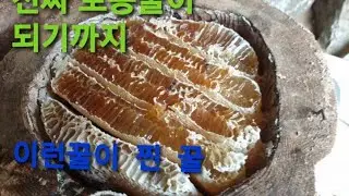 토종꿀, 통나무벌통, 꿀뜨기 ,강원도 청정꿀 순수꿀 자연꿀