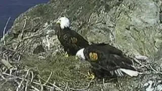 Two Harbors Eagles .. Catalina Island, CA .. 3-27-11