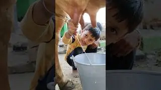 choti choti gaiya tr Dr hy rt fu #love #song #cow