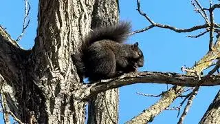 #Squirrel eating a #nut &mdash; late #November2025