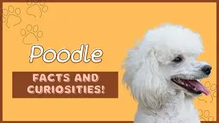 Poodles: Beauty, Intelligence and Loyalty!
