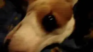Jack Russell terier Phoebe EATING