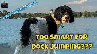Dog Dock Jumping Failure - Training Gone Wrong