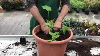 7 au jardin : des courgettes en pot