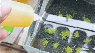 Day 9 of utricularia Graminifolia