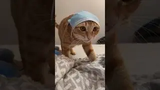 Tiny Cat Doing the Cutest Things 😹💖 | Viral Cat Shorts