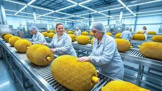 World’s Largest 45kg Jackfruit Harvested & Processed | Manufacturing Process Inside the Factory