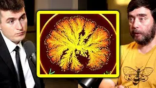 A controversial idea in biology | Michael Levin and Lex Fridman