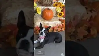 Muffin Supports Charleston Animal Society's Chili Cook-off November 19th