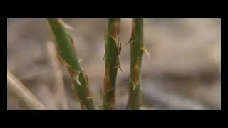 Macro cinematic video