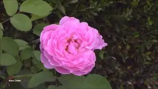 Edwards Gardens
