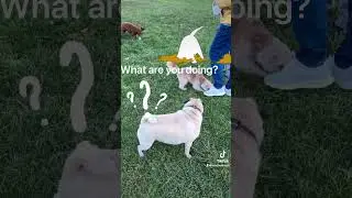 Tyson Pug in Dogs Park 🐩🐕🐾🐶 Тайсон Мопс в Собачьем парке