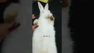 Fir ganja kha liya 😵&zwj;💫  #viral  #funnyvideo #rabbit #highlight #everyone #trending #follow #explore
