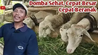 TERNAK DOMBA GIBAS UNTUK PEMULA BISA UNTUK MEMENUHI KEBUTUHAN KELUARGA