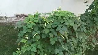 Wall pot ke najara 😀😀#long #video #najar 