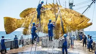 Giant grouper weighing 5000kg – How European fishermen catch these deep-sea monsters!