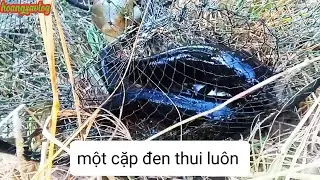 Bữa nay đi thăm mấy cái lờ trúng mánh dính được một cặp cá lóc Ngon lành cành đào