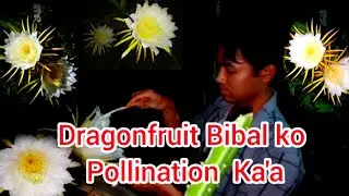 How to Hand-Pollinate Dragon Fruit Flowers  || Sarah Sangma 