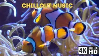 CHILLOUT MUSIC WITH Aquarium 4K🐠 Beautiful Coral Reef Fish - Relaxing Chillout Music