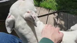 Hunde, Sonne & Gesundheit