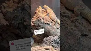 Lizards Have Developed a Unique Language