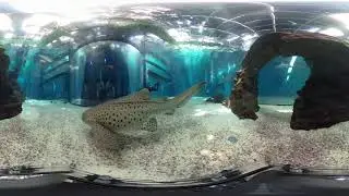 Acquario Squali 360