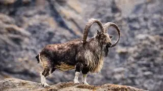 Markhor Mountain Goats : Nature's Gladiators In Action